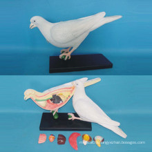 High Quality Dove Anatomy Model for Biology Teaching (R190102)